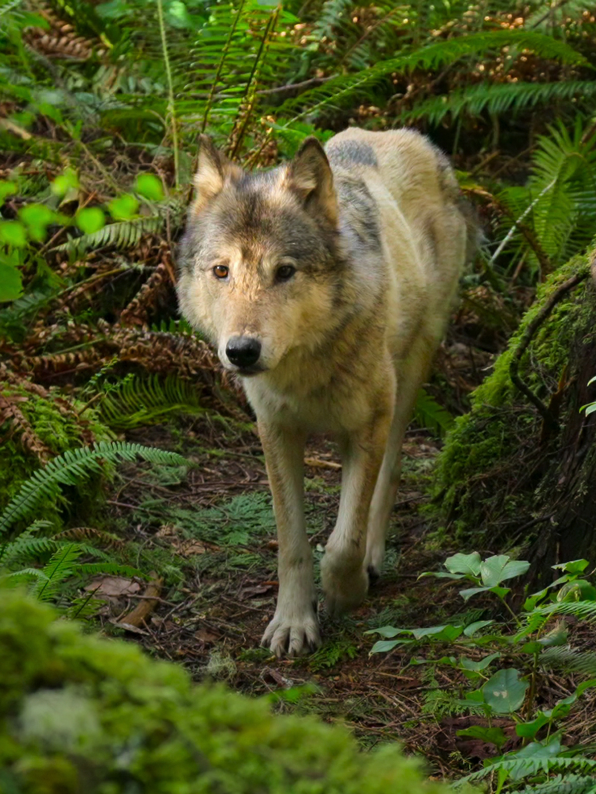 Bienvenue sur l'île des loups saison 1 épisode 2