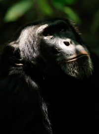 L'Empire des chimpanzés streaming L'Empire des chimpanzés streaming