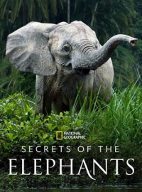 Les Secrets des éléphants streaming Les Secrets des éléphants streaming
